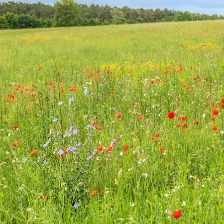 Nyaraló Skandinavisches In Rechlin